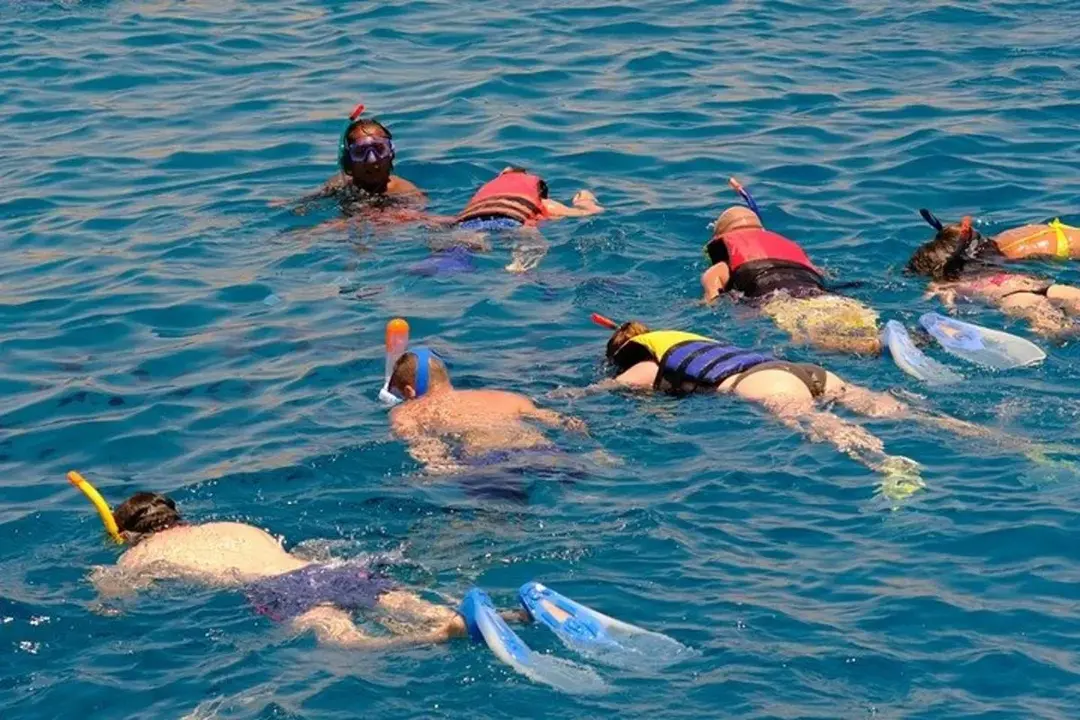 Dolphin House 