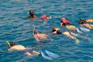 Dolphin House 