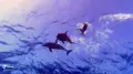 Dolphin House 