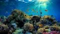Excursion de plongée en apnée sur l'île de Tiran