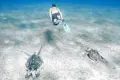 Swim with Turtles at Abu Dabbab – Marsa Alam