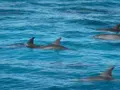 Dolphin House 