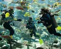 Plongée à Hurghada | Pour les débutants et les professionnels