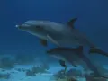 Dolphin House 