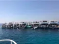 Dolphin House 