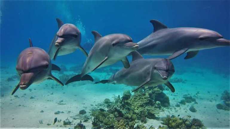 Visite de la maison des dauphins en bateau rapide'