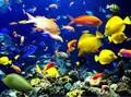 Giftun Island Snorkeling Trip 